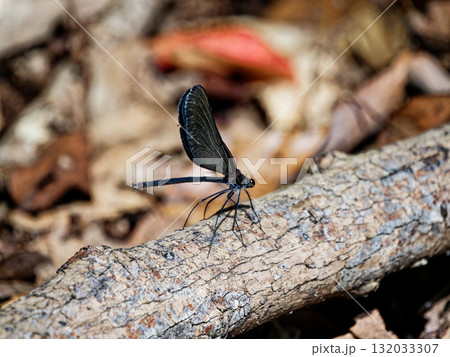 枯れ枝に止まるカワトンボ科ハグロトンボ♀ 132033307