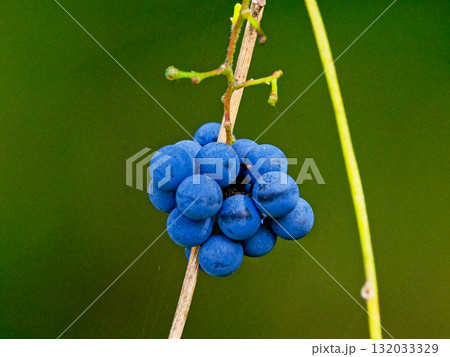 有毒植物ツヅラフジ科アオツヅラフジの果実 132033329