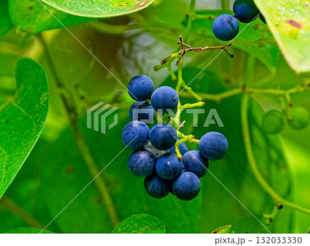 有毒植物ツヅラフジ科アオツヅラフジの果実 132033330