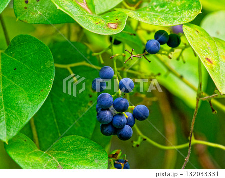有毒植物ツヅラフジ科アオツヅラフジの果実 有毒植物ツヅラフジ科アオツヅラフジの果実 132033331