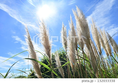 パンパスグラス(イネ科)シロガネヨシ属 パンパスグラス(イネ科)シロガネヨシ属 132033338