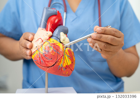 Cardiovascular disease CVD, Asian doctor holding human anatomy model for learn and treat heart disease. Cardiovascular disease CVD, Asian doctor holding human anatomy model for learn and treat heart disease. 132033396