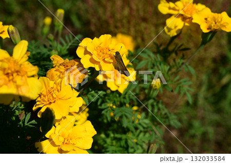 マリーゴールド（キク科）コウオウソウ属 132033584