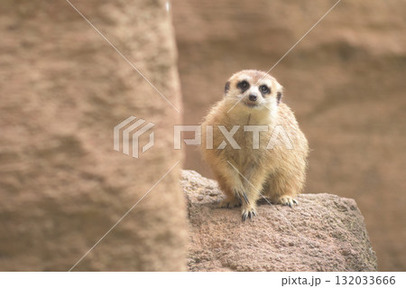秋はどこから来たのかなと問うミーアキャット 秋はどこから来たのかなと問うミーアキャット 132033666