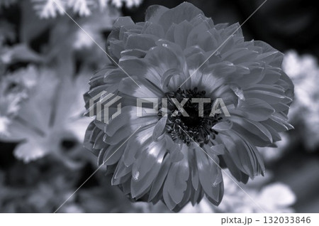 八重咲きアネモネ・凛々花(りりか)  132033846