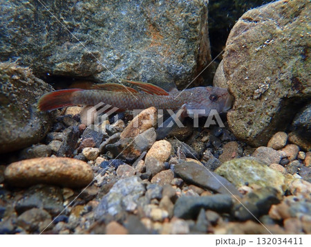 東京のヨシノボリ類/河川の淡水魚の写真 東京のヨシノボリ類/河川の淡水魚の写真 132034411