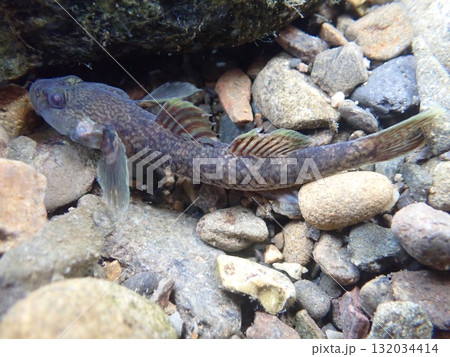 東京のヨシノボリ類/河川の淡水魚の写真 東京のヨシノボリ類/河川の淡水魚の写真 132034414