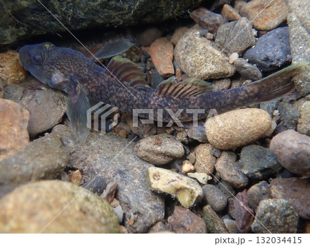 東京のヨシノボリ類/河川の淡水魚の写真 東京のヨシノボリ類/河川の淡水魚の写真 132034415