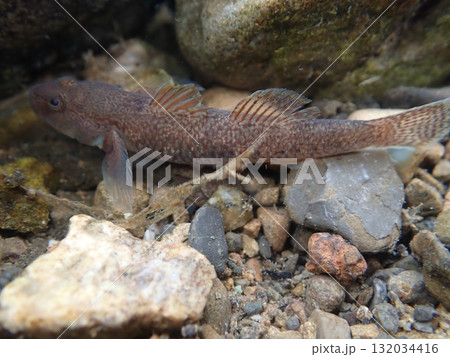 東京のヨシノボリ類/河川の淡水魚の写真 東京のヨシノボリ類/河川の淡水魚の写真 132034416