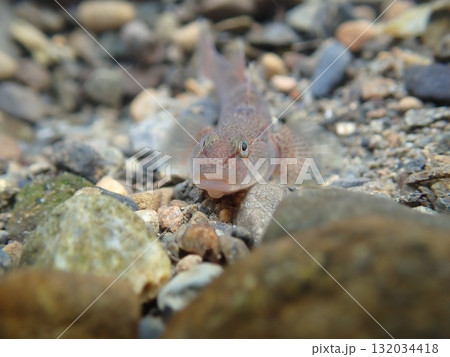 東京のヨシノボリ類/河川の淡水魚の写真 132034418