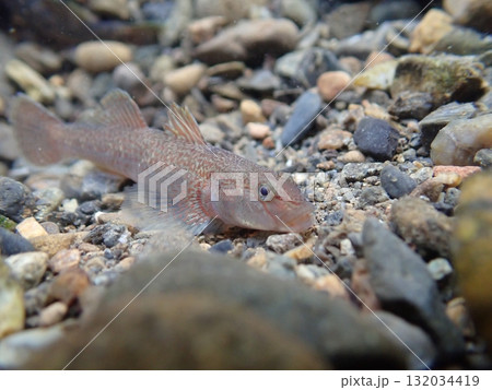 東京のヨシノボリ類/河川の淡水魚の写真 132034419