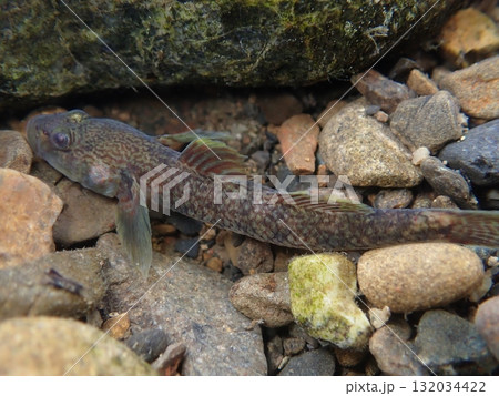 東京のヨシノボリ類/河川の淡水魚の写真 132034422
