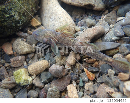東京のヨシノボリ類/河川の淡水魚の写真 東京のヨシノボリ類/河川の淡水魚の写真 132034423