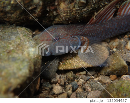 東京のヨシノボリ類/河川の淡水魚の写真 132034427
