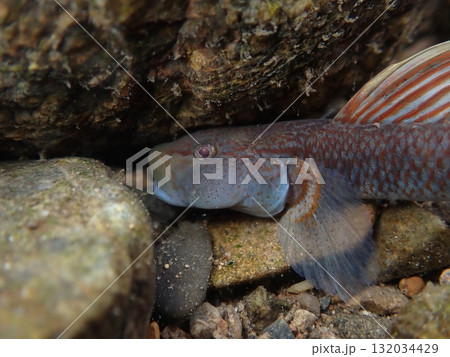 東京のヨシノボリ類/河川の淡水魚の写真 132034429