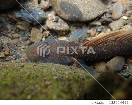 東京のヨシノボリ類/河川の淡水魚の写真 東京のヨシノボリ類/河川の淡水魚の写真 132034431