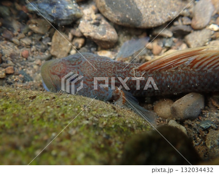 東京のヨシノボリ類/河川の淡水魚の写真 東京のヨシノボリ類/河川の淡水魚の写真 132034432