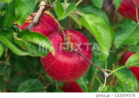 実る秋映え 実る秋映え 132034576