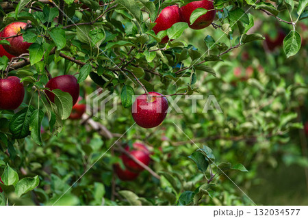 実る濃い紅色　秋映え　 132034577