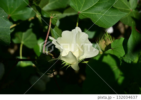 ワタ(アオイ科)ワタ属の花 ワタ(アオイ科)ワタ属の花 132034637