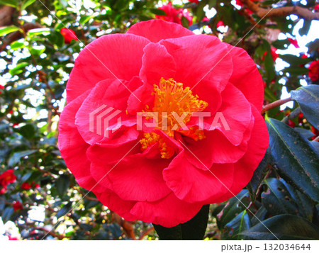 一輪の赤いツバキの花の風景 132034644