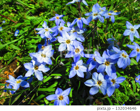 満開のハナニラの花の風景 満開のハナニラの花の風景 132034646