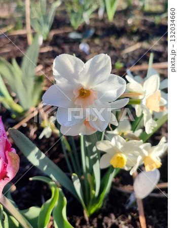 Beautiful blossoming blooming daffodil flower. Blooming narcissus flower with white and pink petals with drops of morning dew close-up. Beautiful blooming flower on a sunny morning in spring. Nature Beautiful blossoming blooming daffodil flower. Blooming narcissus flower with white and pink petals with drops of morning dew close-up. Beautiful blooming flower on a sunny morning in spring. Nature 132034660