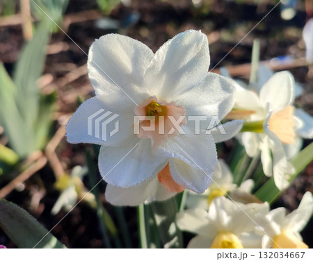 Beautiful blossoming blooming daffodil flower. Blooming narcissus flower with white and pink petals with drops of morning dew close-up. Beautiful blooming flower on a sunny morning in spring. Nature Beautiful blossoming blooming daffodil flower. Blooming narcissus flower with white and pink petals with drops of morning dew close-up. Beautiful blooming flower on a sunny morning in spring. Nature 132034667