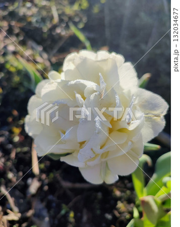 Tulip. Beautiful blooming tulip flower. Blooming tulip flower with white petal in inflorescence on sunny spring morning. Blooming of blossoming white tulip flower growing in ground. Natural background Tulip. Beautiful blooming tulip flower. Blooming tulip flower with white petal in inflorescence on sunny spring morning. Blooming of blossoming white tulip flower growing in ground. Natural background 132034677