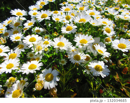 満開のマーガレットの花の風景 132034685