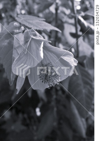 アブチロン ウキツリボク(浮釣木) アブチロン ウキツリボク(浮釣木) 132034729