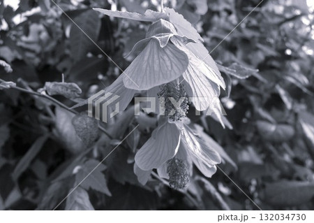 アブチロン ウキツリボク(浮釣木) アブチロン ウキツリボク(浮釣木) 132034730