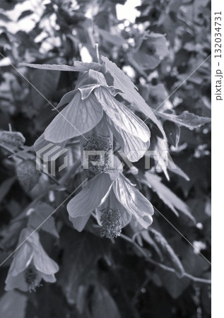 アブチロン ウキツリボク(浮釣木) アブチロン ウキツリボク(浮釣木) 132034731