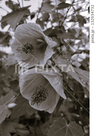 アブチロン ウキツリボク(浮釣木) アブチロン ウキツリボク(浮釣木) 132034732