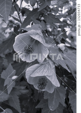 アブチロン ウキツリボク(浮釣木) アブチロン ウキツリボク(浮釣木) 132034733