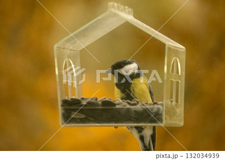 titmouse bird flies and eats food or seeds in a bird feeder. titmouse bird flies and eats food or seeds in a bird feeder. 132034939
