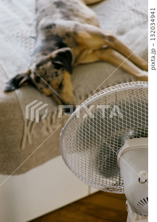 spotted Dog is lying on the bed next to the fan. The fan is turned on and blows out air.  132034941
