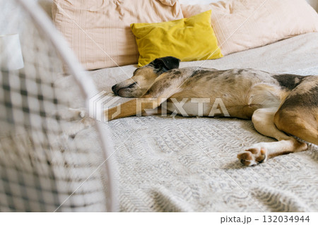 spotted Dog is lying on the bed next to the fan. The fan is turned on and blows out air. spotted Dog is lying on the bed next to the fan. The fan is turned on and blows out air. 132034944