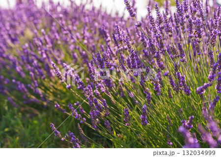 Rows of vibrant blooming purple lavender flower in field in full summer light stretching to horizon Rows of vibrant blooming purple lavender flower in field in full summer light stretching to horizon 132034999