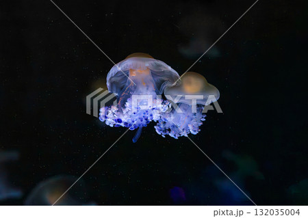 Mediterranear jellyfish, Cotylorhiza tuberculata or fried egg jellyfish swim in blue aquarium water 132035004