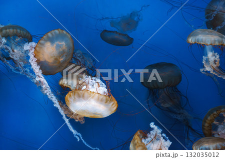 Group of Chrysaora fuscescens or Pacific sea nettle jellyfish swim in deep blue water of aquarium Group of Chrysaora fuscescens or Pacific sea nettle jellyfish swim in deep blue water of aquarium 132035012