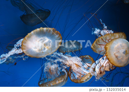 Group of Chrysaora fuscescens or Pacific sea nettle jellyfish swim in deep blue water of aquarium 132035014