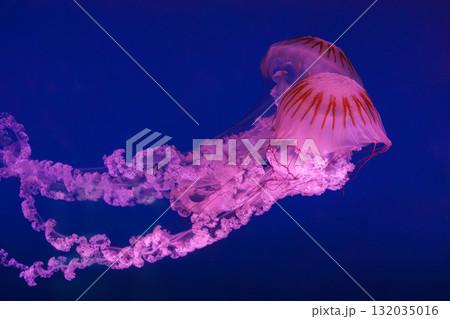South American sea nettle or Chrysaora plocamia jellyfish swim in deep blue water of aquarium 132035016
