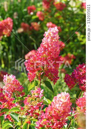 Close up of blooming pink hydrangea paniculata flowers in sunny garden with green leaves background Close up of blooming pink hydrangea paniculata flowers in sunny garden with green leaves background 132035021