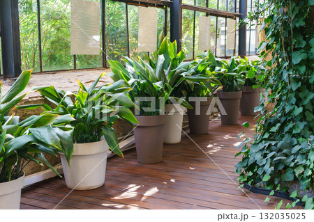 Indoor greenhouse with wooden floor and lush green plants in flowerpots near large windows 132035025