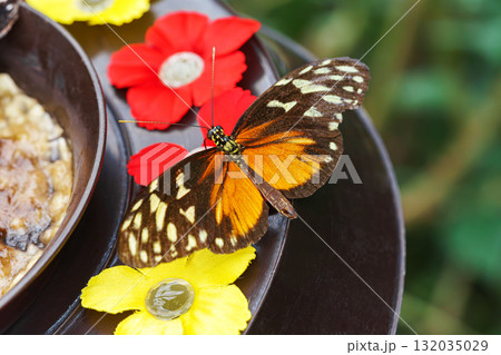 Heliconius hecale, tiger longwing, Hecale longwing, golden longwing, golden heliconian butterfly Heliconius hecale, tiger longwing, Hecale longwing, golden longwing, golden heliconian butterfly 132035029