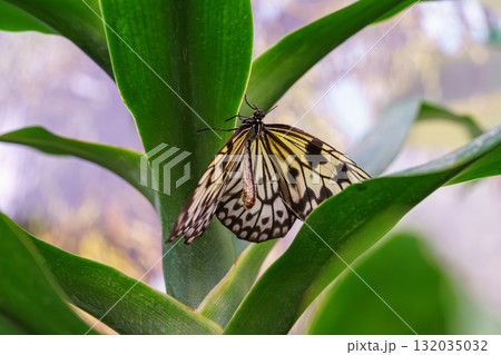 Idea leuconoe, Paper Kite butterfly, Rice Paper butterfly or Large Tree Nymph on green leaf, macro 132035032