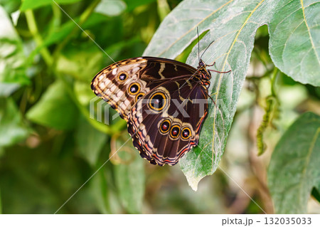 Morpho peleides, Peleides blue morpho, common morpho or the emperor butterfly, Nymphalidae family Morpho peleides, Peleides blue morpho, common morpho or the emperor butterfly, Nymphalidae family 132035033