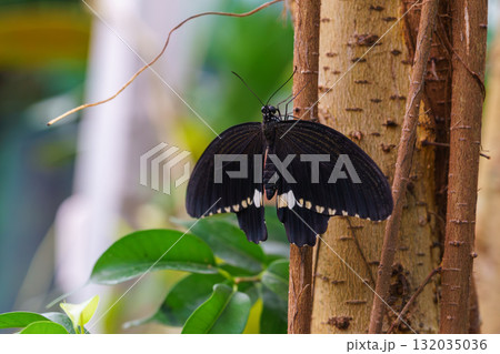 Male Common Mormon, Papilio polytes, swallowtail butterfly, Papilionidae sitting on green leaf Male Common Mormon, Papilio polytes, swallowtail butterfly, Papilionidae sitting on green leaf 132035036
