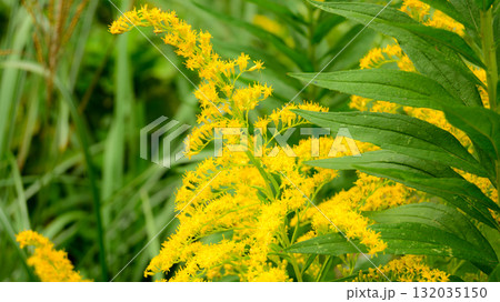 秋風に揺れる黄色のセイタカアワダチソウ 秋風に揺れる黄色のセイタカアワダチソウ 132035150